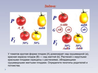 У томатов круглая форма плодов (А) доминирует над грушевидной (а),
красная окраска плодов (В) — над желтой (b). Растения с округлыми
красными плодами скрещены с растениями, обладающими
грушевидными желтыми плодами. Определите генотипы родителей и
потомства.
Задача:
 