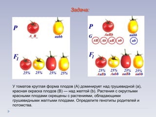 У томатов круглая форма плодов (А) доминирует над грушевидной (а),
красная окраска плодов (В) — над желтой (b). Растения с округлыми
красными плодами скрещены с растениями, обладающими
грушевидными желтыми плодами. Определите генотипы родителей и
потомства.
Задача:
 