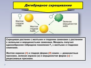 Скрещивая растение с желтыми и гладкими семенами с растением
с зелеными и морщинистыми семенами, Мендель получил
единообразное гибридное поколение F1 с желтыми и гладкими
семенами.
Желтая окраска (А) и гладкая форма (В) семян — доминантные
признаки, зеленая окраска (а) и морщинистая форма (в) —
рецессивные признаки.
Дигибридное скрещивание
 