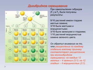 При самоопылении гибридов
(F1) в F2 были получены
результаты:
9/16 растений имели гладкие
желтые семена;
3/16 были желтыми и
морщинистыми;
3/16 были зелеными и гладкими;
1/16 растений морщинистые
семена зеленого цвета.
Он обратил внимание на то,
что расщепление по каждому
отдельно взятому признаку
соответствует расщеплению
при моногибридном
скрещивании: на каждые 12
желтых – 4 зеленых (3:1); на 12
гладких – 4 морщинистых (3:1).
Дигибридное скрещивание
 