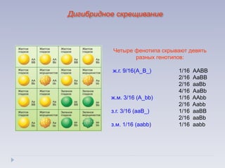 Четыре фенотипа скрывают девять
разных генотипов:
ж.г. 9/16(А_B_) 1/16 ААВВ
2/16 АaВВ
2/16 ааВb
4/16 АаВb
ж.м. 3/16 (A_bb) 1/16 AAbb
2/16 Aabb
з.г. 3/16 (aaB_) 1/16 aaBB
2/16 aaBb
з.м. 1/16 (aabb) 1/16 aabb
Дигибридное скрещивание
 