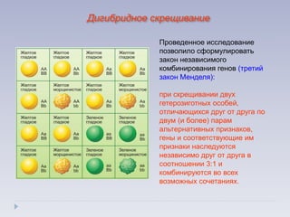 Проведенное исследование
позволило сформулировать
закон независимого
комбинирования генов (третий
закон Менделя):
при скрещивании двух
гетерозиготных особей,
отличающихся друг от друга по
двум (и более) парам
альтернативных признаков,
гены и соответствующие им
признаки наследуются
независимо друг от друга в
соотношении 3:1 и
комбинируются во всех
возможных сочетаниях.
Дигибридное скрещивание
 