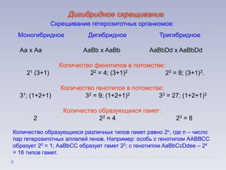 Скрещивание гетерозиготных организмов:
Моногибридное Дигибридное Тригибридное
Аа х Аа АаBb x AaBb AaBbDd x AaBbDd
Количество фенотипов в потомстве:
21 (3+1) 22 = 4; (3+1)2 23 = 8; (3+1)3.
Количество генотипов в потомстве:
31; (1+2+1) 32 = 9; (1+2+1)2 33 = 27; (1+2+1)3
Количество образующихся гамет:
2 22 = 4 23 = 8
Количество образующихся различных типов гамет равно 2n, где n – число
пар гетерозиготных аллелей генов. Например: особь с генотипом ААВВСС
образует 20 = 1; АаBbCC образует гамет 22; с генотипом AaBbCcDdee – 24
= 16 типов гамет.
Дигибридное скрещивание
 