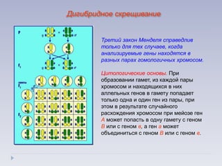 Третий закон Менделя справедлив
только для тех случаев, когда
анализируемые гены находятся в
разных парах гомологичных хромосом.
Цитологические основы. При
образовании гамет, из каждой пары
хромосом и находящихся в них
аллельных генов в гамету попадает
только одна и один ген из пары, при
этом в результате случайного
расхождения хромосом при мейозе ген
А может попасть в одну гамету с геном
В или с геном в, а ген а может
объединиться с геном В или с геном в.
Дигибридное скрещивание
 