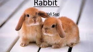 Rabbit
From: Yali Sagi
 