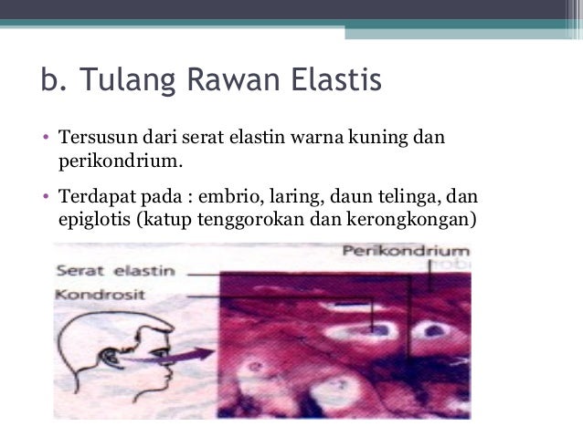 3 jaringan hewan 3 jaringan hewan