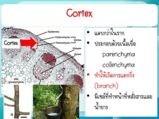 Cortex
• แคบกว่าในราก
• ประกอบด้วยเนื้อเยื่อ
parenchyma
collenchyma
• ทาให้เกิดการแตกกิ่ง
(branch)
• มีเซล์ที่ทาหน้าที่หลั่งสารและ
น้ายาง
Cortex
 