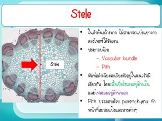 Stele
• ในลาต้นกว้างมาก ไม่สามารถแบ่งแยกจาก
คอร์เทกซ์ได้ชัดเจน
• ประกอบด้วย
- Vascular bundle
- Pith
• มัดท่อลาเลียงจะเรียงตัวอยู่ในแนวรัศมี
เดียวกัน โดยเนื้อเยื่อไซเลมอยู่ด้านใน
และโฟลเอมอยู่ด้านนอก
• Pith ประกอบด้วย parenchyma ทา
หน้าที่สะสมแป้งและสารต่างๆ
Stele
 
