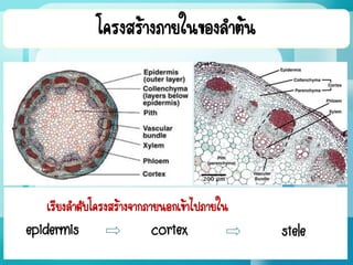 โครงสร้างภายในของลาต้น
เรียงลาดับโครงสร้างจากภายนอกเข้าไปภายใน
epidermis cortex stele
 