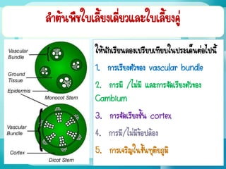 ลาต้นพืชใบเลี้ยงเดี่ยวและใบเลี้ยงคู่
ให้นักเรียนลองเปรียบเทียบในประเด็นต่อไปนี้
1. การเรียงตัวของ vascular bundle
2. การมี /ไม่มี และการจัดเรียงตัวของ
Cambium
3. การจัดเรียงชั้น cortex
4. การมี/ไม่มีข้อปล้อง
5. การเจริญในขั้นทุติยภูมิ
 
