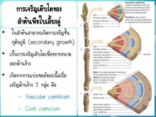 การเจริญเติบโตของ
ลาต้นพืชใบเลี้ยงคู่
• ในลาต้นสามารถเกิดการเจริญขั้น
ทุติยภูมิ (secondary growth)
• เป็นการเจริญเติบโตเพื่อขยายขนาด
ออกด้านข้าง
• เกิดจากการแบ่งเซลล์ของเนื้อเยื่อ
เจริญด้านข้าง 2 กลุ่ม คือ
- Vascular cambium
- Cork camcium
 