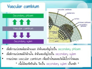 Vascular cambium
Vascular cambium
Secondary phloem
Secondary xylem
• เมื่อมีการแบ่งเซลล์ออกด้านนอก ลาต้นจะเจริญไปเป็น secondary phloem
• เมื่อมีการแบ่งเซลล์เข้าด้านใน ลาต้นจะเจริญไปเป็น secondary xylem
• การแบ่งของ vascular cambium เพื่อสร้างไซเลมจะเกิดได้เร็วกว่าโฟลเอม
* เนื้อไม้ของพืชยืนต้น จึงเป็น secondary xylem เป็นหลัก *
 