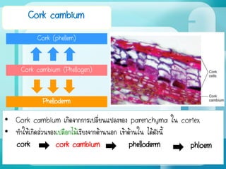 Cork cambium
Cork cambium (Phellogen)
Cork (phellem)
Phelloderm
• Cork cambium เกิดจากการเปลี่ยนแปลงของ parenchyma ใน cortex
• ทาให้เกิดส่วนของเปลือกไม้เรียงจากด้านนอก เข้าด้านใน ได้ดังนี้
cork cork cambium phelloderm phloem
 