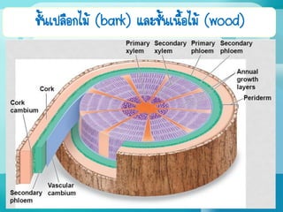 ชั้นเปลือกไม้ (bark) และชั้นเนื้อไม้ (wood)
 