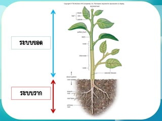 ระบบยอด
ระบบราก
 