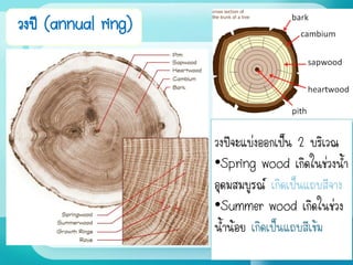 วงปี (annual ring)
วงปีจะแบ่งออกเป็น 2 บริเวณ
•Spring wood เกิดในช่วงน้า
อุดมสมบูรณ์ เกิดเป็นแถบสีจาง
•Summer wood เกิดในช่วง
น้าน้อย เกิดเป็นแถบสีเข้ม
 