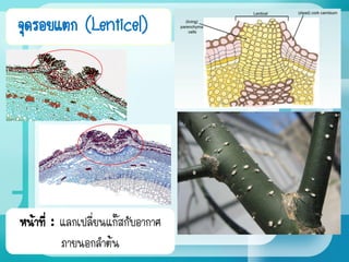 จุดรอยแตก (Lenticel)
หน้าที่ : แลกเปลี่ยนแก๊สกับอากาศ
ภายนอกลาต้น
 