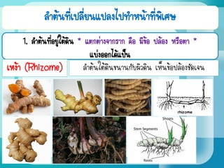 ลาต้นที่เปลี่ยนแปลงไปทาหน้าที่พิเศษ
1. ลาต้นที่อยู่ใต้ดิน * แตกต่างจากราก คือ มีข้อ ปล้อง หรือตา *
แบ่งออกได้แป็น
เหง้า (Rhizome) ลาต้นใต้ดินขนานกับผิวดิน เห็นข้อปล้องชัดเจน
 