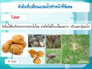 ลาต้นที่เปลี่ยนแปลงไปทาหน้าที่พิเศษ
Tuber
ลาต้นใต้ดินที่งอกมาจากปลายไรโซม ตามข้อไม่มีใบเกล็ดและราก บริเวณตาบุ๋มลงไป
ตา (eye)
 
