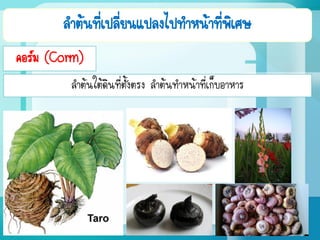 ลาต้นที่เปลี่ยนแปลงไปทาหน้าที่พิเศษ
คอร์ม (Corm)
ลาต้นใต้ดินที่ตั้งตรง ลาต้นทาหน้าที่เก็บอาหาร
 