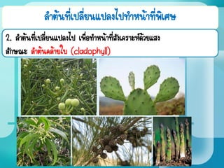 ลาต้นที่เปลี่ยนแปลงไปทาหน้าที่พิเศษ
2. ลาต้นที่เปลี่ยนแปลงไป เพื่อทาหน้าที่สังเคราะห์ด้วยแสง
ลักษณะ ลาต้นคล้ายใบ (cladophyll)
 