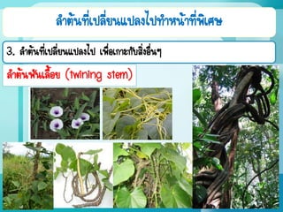 ลาต้นที่เปลี่ยนแปลงไปทาหน้าที่พิเศษ
3. ลาต้นที่เปลี่ยนแปลงไป เพื่อเกาะกับสิ่งอื่นๆ
ลาต้นพันเลื้อย (twining stem)
 
