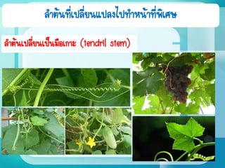 ลาต้นที่เปลี่ยนแปลงไปทาหน้าที่พิเศษ
ลาต้นเปลี่ยนเป็นมือเกาะ (tendril stem)
 