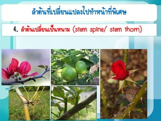 ลาต้นที่เปลี่ยนแปลงไปทาหน้าที่พิเศษ
4. ลาต้นเปลี่ยนเป็นหนาม (stem spine/ stem thorn)
 