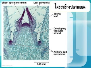 โครงสร้างปลายยอด
 