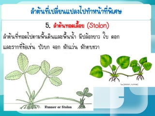 ลาต้นที่เปลี่ยนแปลงไปทาหน้าที่พิเศษ
5. ลาต้นทอดเลื้อย (Stolon)
ลาต้นที่ทอดไปตามพื้นดินและพื้นน้า มีปล้องยาว ใบ ดอก
และรากที่ข้อเช่น บัวบก จอก ผักแว่น ผักตบชวา
 