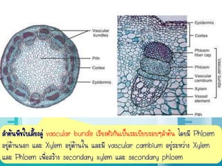 ลาต้นพืชใบเลี้ยงคู่ vascular bundle เรียงตัวกันเป็นระเบียบรอบๆลาต้น โดยมี Phloem
อยู่ด้านนอก และ Xylem อยู่ด้านใน และมี vascular cambium อยู่ระหว่าง Xylem
และ Phloem เพื่อสร้าง secondary xylem และ secondary phloem
 