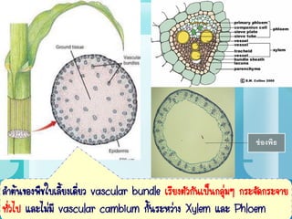 ช่องพิธ
ลาต้นของพืชใบเลี้ยงเดี่ยว vascular bundle เรียงตัวกันเป็นกลุ่มๆ กระจัดกระจาย
ทั่วไป และไม่มี vascular cambium กั้นระหว่าง Xylem และ Phloem
 