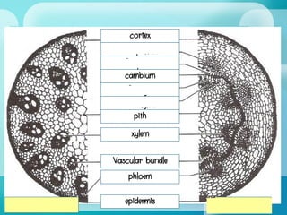 cortex
ลาต้นใบเลี้ยงเดี่ยว ลาต้นใบเลี้ยงคู่
1◦ phloem
2◦ phloem
cambium
2◦ xylem
1◦ xylem
pith
xylem
Vascular bundle
phloem
epidermis
 