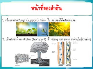 หน้าที่ของลาต้น
1. เป็นแกนสาหรับพยุง (support) กิ่งก้าน ใบ และดอกให้ได้รับแสงแดด
2. เป็นตัวกลางในการลาเลียง (transport) น้า แร่ธาตุ และอาหาร ส่งผ่านไปสู่ส่วนต่างๆ
 