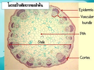 โครงสร้างตัดขวางของลาต้น
 