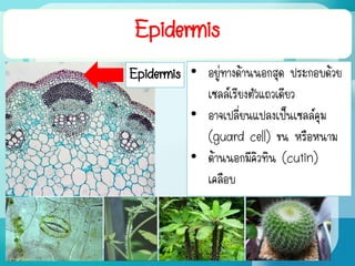 Epidermis
• อยู่ทางด้านนอกสุด ประกอบด้วย
เซลล์เรียงตัวแถวเดียว
• อาจเปลี่ยนแปลงเป็นเซลล์คุม
(guard cell) ขน หรือหนาม
• ด้านนอกมีคิวทิน (cutin)
เคลือบ
Epidermis
 