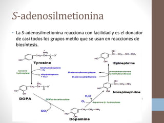 S-adenosilmetionina
• La S-adenosilmetionina reacciona con facilidad y es el donador
de casi todos los grupos metilo que se usan en reacciones de
biosíntesis.
Se requiere para la conversión de la
hormona norepinefrina a
epinefrina.
 