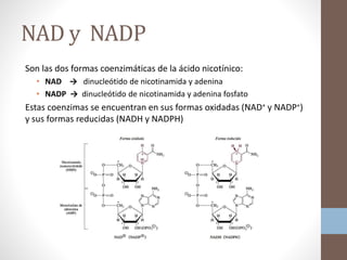 NAD y NADP
Son las dos formas coenzimáticas de la ácido nicotínico:
• NAD → dinucleótido de nicotinamida y adenina
• NADP → dinucleótido de nicotinamida y adenina fosfato
Estas coenzimas se encuentran en sus formas oxidadas (NAD+ y NADP+)
y sus formas reducidas (NADH y NADPH)
 