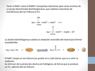 • Tanto el NAD+ como el NADP+ transportan electrones para varias enzimas de
un grupo denominado deshidrogenasas, que catalizan reacciones de
transferencia del ion hidruro (2 H-).
La alcohol deshidrogenasa cataliza la oxidación reversible del etanol para formar
acetaldehído:
El NAD+ acepta un ion hidruro (un protón sin e-) del etanol, que va a sufrir la
oxidación.
Se eliminan del sustrato dos átomos de hidrógeno, de forma que se produce
un H+, además del ion hidruro.
 