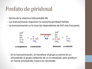 Fosfato de piridoxal
• Deriva de la vitamina hidrosoluble B6
• Las transaminasas requieren la coenzima piridoxal-fosfato
• La transaminación es la reacción dependiente de PLP más frecuente.
• En la transaminación, se transfiere el grupo α-amino de un
aminoácido al grupo carbonilo de un α-cetoácido, para producir
un nuevo aminoácido, o para ser excretado.
 