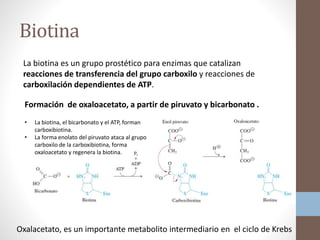 Biotina
La biotina es un grupo prostético para enzimas que catalizan
reacciones de transferencia del grupo carboxilo y reacciones de
carboxilación dependientes de ATP.
Formación de oxaloacetato, a partir de piruvato y bicarbonato .
Oxalacetato, es un importante metabolito intermediario en el ciclo de Krebs
• La biotina, el bicarbonato y el ATP, forman
carboxibiotina.
• La forma enolato del piruvato ataca al grupo
carboxilo de la carboxibiotina, forma
oxaloacetato y regenera la biotina.
 