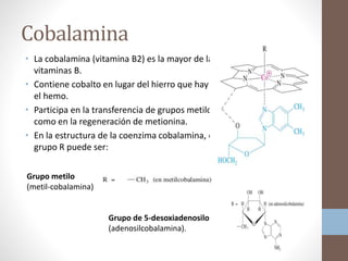 Cobalamina
• La cobalamina (vitamina B2) es la mayor de las
vitaminas B.
• Contiene cobalto en lugar del hierro que hay en
el hemo.
• Participa en la transferencia de grupos metilo,
como en la regeneración de metionina.
• En la estructura de la coenzima cobalamina, el
grupo R puede ser:
Grupo metilo
(metil-cobalamina)
Grupo de 5-desoxiadenosilo
(adenosilcobalamina).
 