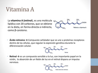 Vitamina A
• Ácido retinoico → Compuesto señalador que se une a proteínas receptoras
dentro de las células, que regulan la expresión genética durante la
diferenciación celular.
• Retinal → es un compuesto sensible a la luz, con importante papel en la
visión, la absorción de un fotón de luz en el retinal dispara un impulso
nervioso.
La vitamina A (retinol), es una molécula
lipídica con 20 carbonos, que se obtiene
en la dieta, en forma directa o indirecta,
como β-caroteno.
 