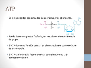 ATP
• Es el nucleósidos con actividad de coenzima, más abundante.
• Puede donar sus grupos fosforilo, en reacciones de transferencia
de grupo.
• El ATP tiene una función central en el metabolismo, como cofactor
de alta energía.
• El ATP también es la fuente de otras coenzimas como la S-
adenosilmetionina.
 
