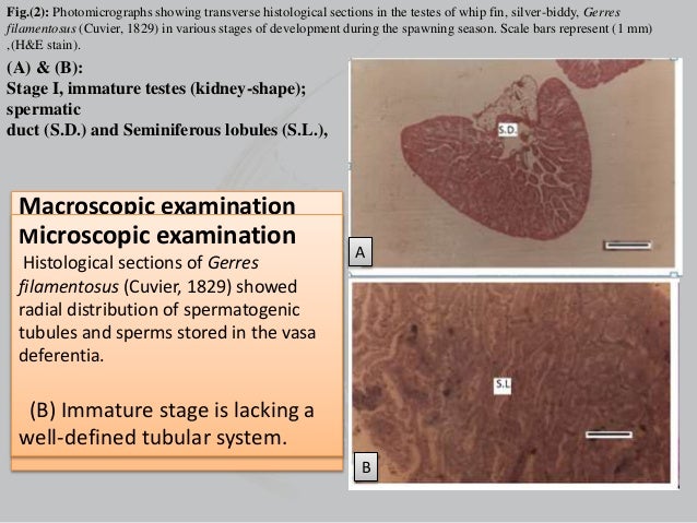 Squirrel price in sri lanka picture