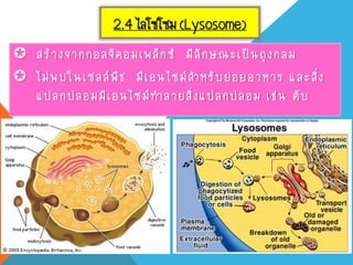 2.4 ไลโซโซม (Lysosome)
 สร้างจากกอลจิคอมเพล็กซ์ มีลักษณะเป็นถุงกลม
 ไม่พบในเซลล์พืช มีเอนไซม์ส้าหรับย่อยอาหาร และสิ่ง
แปลกปลอมมีเอนไซม์ท้าลายสิ่งแปลกปลอม เช่น ตับ
 