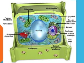 2.5 แวคิวโอล (Vacuole)
 