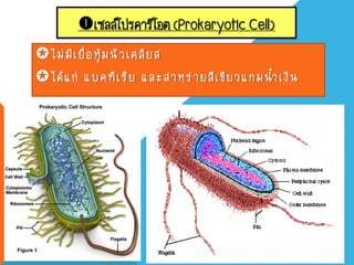 เซลล์โปรคาริโอต (Prokaryotic Cell)
ไม่มีเยื่อหุ้มนิวเคลียส
ได้แก่ แบคทีเรีย และสาหร่ายสีเขียวแกมน้้าเงิน
 