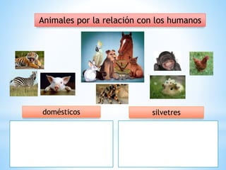 Animales por la relación con los humanos
domésticos silvetres