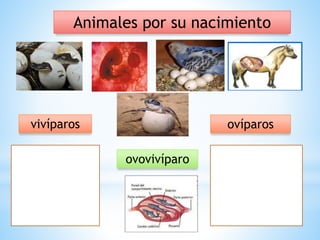 Animales por su nacimiento
vivíparos ovíparos
ovovivíparo